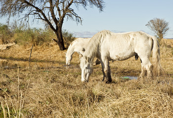 Obraz na płótnie Canvas Beautiful white horses grazing