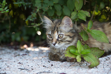 Chaton