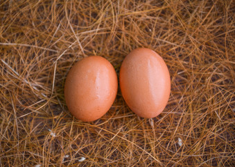 Eggs on straw