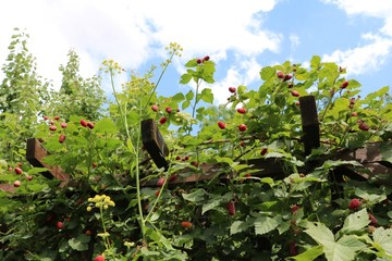 Ripe raspberry fruits in garden, Germany