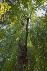 Fototapeta premium old willow with green leaves