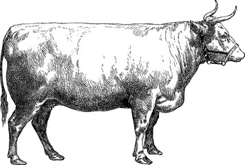 Vintage image cow  