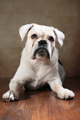 liegende betagte Boxerdame