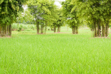 Beautiful rice farm and bamboo.