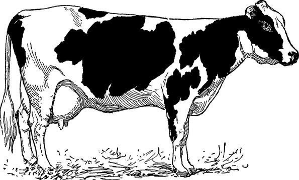 Vintage image cow  