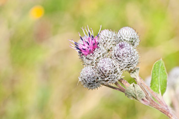 Flowering Great Burdock