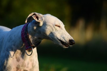 weißer Greyhound niest
