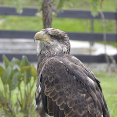 Close up of a young bald eagle (haliaeetus leucocephalus)