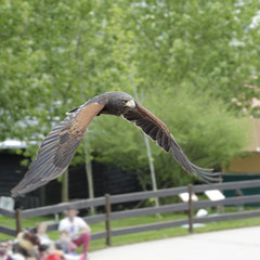 Harris's hawk (Parabuteo unicinctus) flying during a falconry session