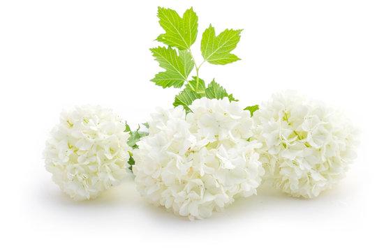 Fleur - Boules de neige