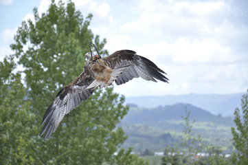 Black kite (Milvus migrans) hunting a prey during a falconry session