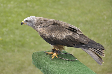 Black kite (Milvus migrans) perched on an innkeeper during a falconry session