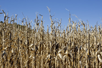 Dry wheat stalks