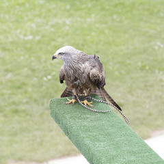 Black kite (Milvus migrans) perched on an innkeeper during a falconry session