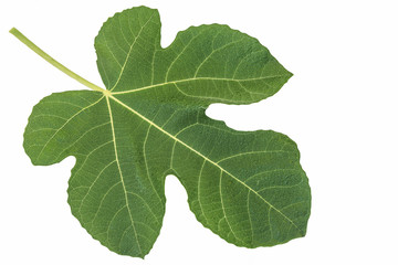 One fig leaf isolated on white background