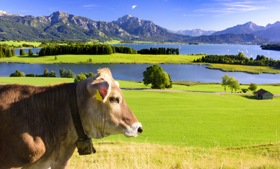 Fototapeta na wymiar Kuh im Allgäu vor den Alpen