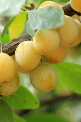 Mirabelle - gelbe Zwetschge