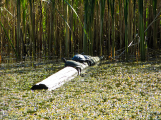 Turtles on a log in a swamp