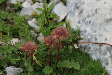 Nelkenwurz Petersbart Geum