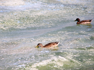 Wild ducks on the surface is dirty water.