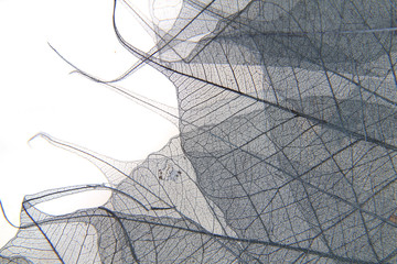 dried leaves as nice background