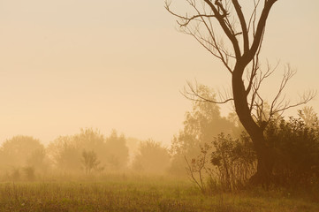Fototapeta na wymiar Dry tree and shrubs in mist at dawn