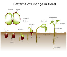 patterns of change in seed.