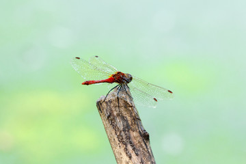 Dragonfly on a twig.