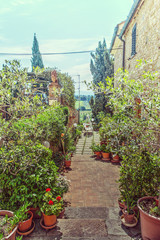 Fototapeta na wymiar garden in San Gimignano
