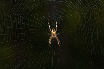 Spider Web close up in the dark