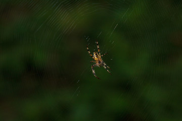 Spider Web close up in the dark