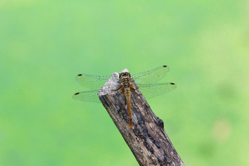 Dragonfly on a twig.