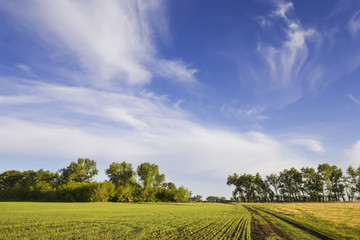 rural landscape with beautiful plumose clouds and the road