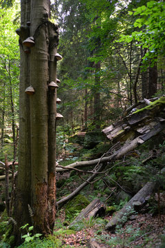 Lonely tree in the Giant Mountains Karkonosze