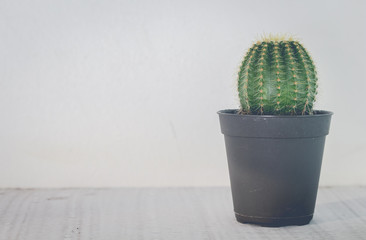 Green cactus in small black plant pot on white table for home de