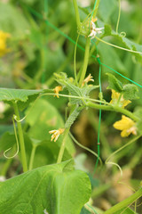cornichon