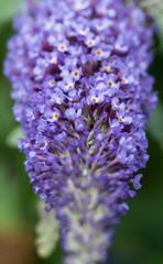Close up of blue Buddleia flowers