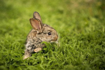 Little rabbit on green grass