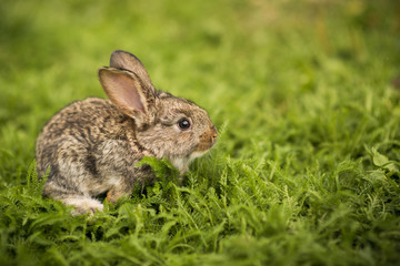 Little rabbit on green grass
