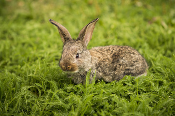 Little rabbit on green grass