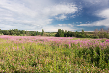Fototapeta premium Green meadow with blooming willow-herb tea