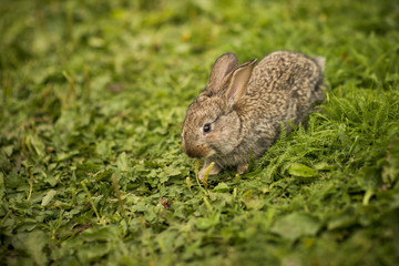 Little rabbit on green grass