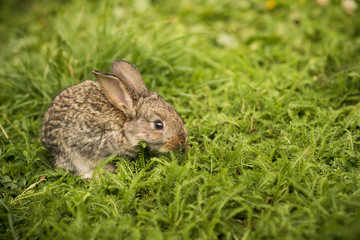Little rabbit on green grass