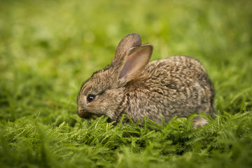 Naklejka na ściany i meble Little rabbit on green grass