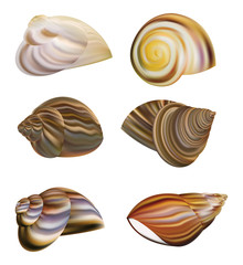 Snail's Shell vector