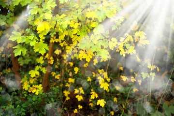 colorful autumn leaves