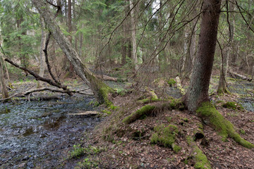 Wet coniferous stand in spring