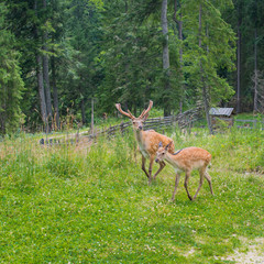A pair of deer on a lovely lawn