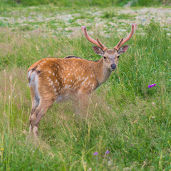 Deer on a lovely lawn