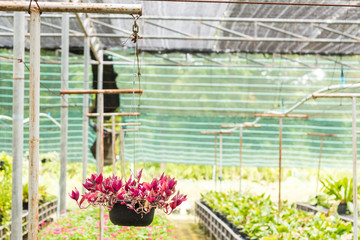 Potted plants in a plastic pot in greenhouse.